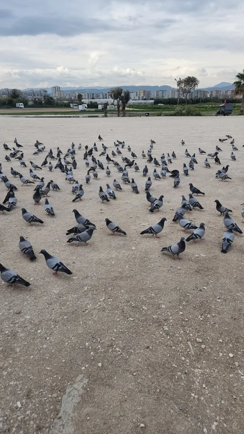 Mezitli, Viranşehir