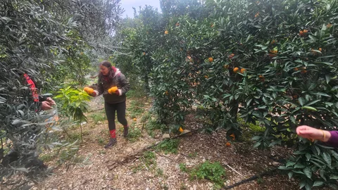 Finike, Turunçova