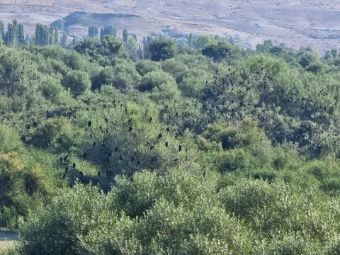 Nallıhan, Davutoğlan