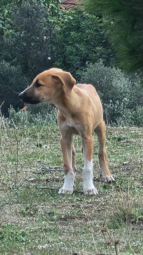 Bandırma Erdek Karşıyaka