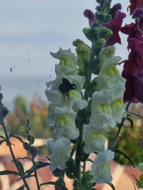 Merzifon, Bahçelievler