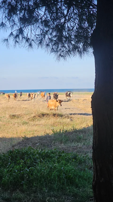 19 Mayıs, Dereköy