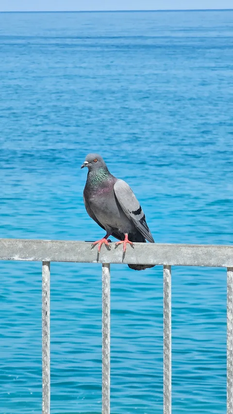 Çatalzeytin, Kaşlıca