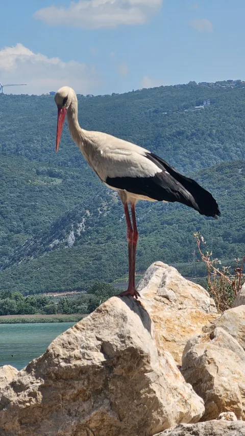 Eski Karaağaç