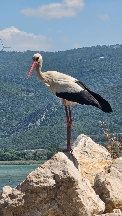 Ağlayan Çınar