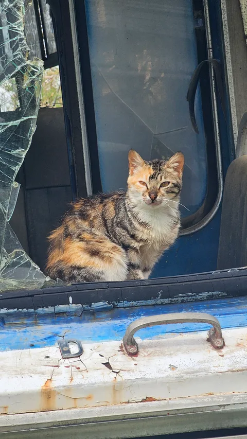 Çamlıköy