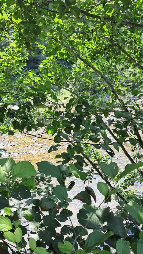 Gülyalı, Turnasuyu