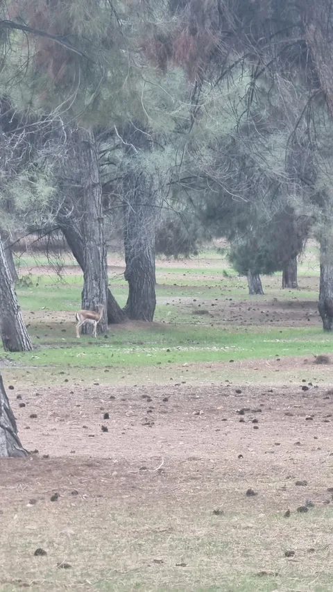 Şanlıurfa Ceylanpınar