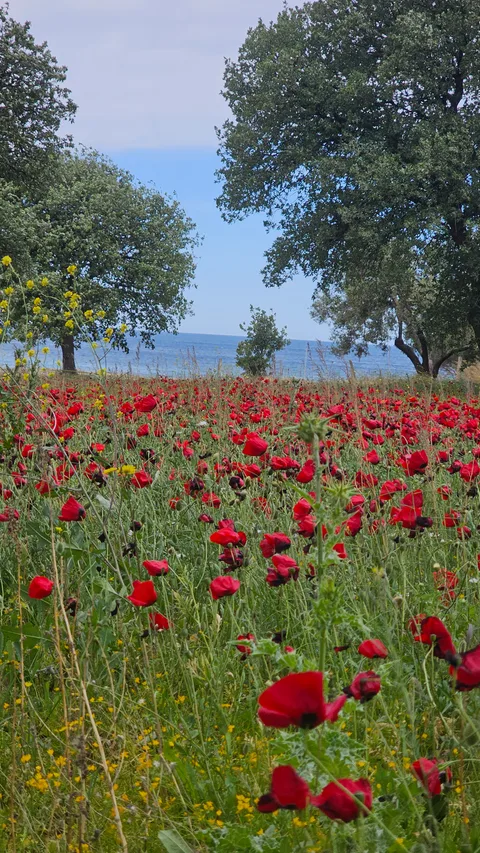 Ayvacık