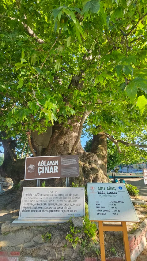 Ağlayan Çınar
