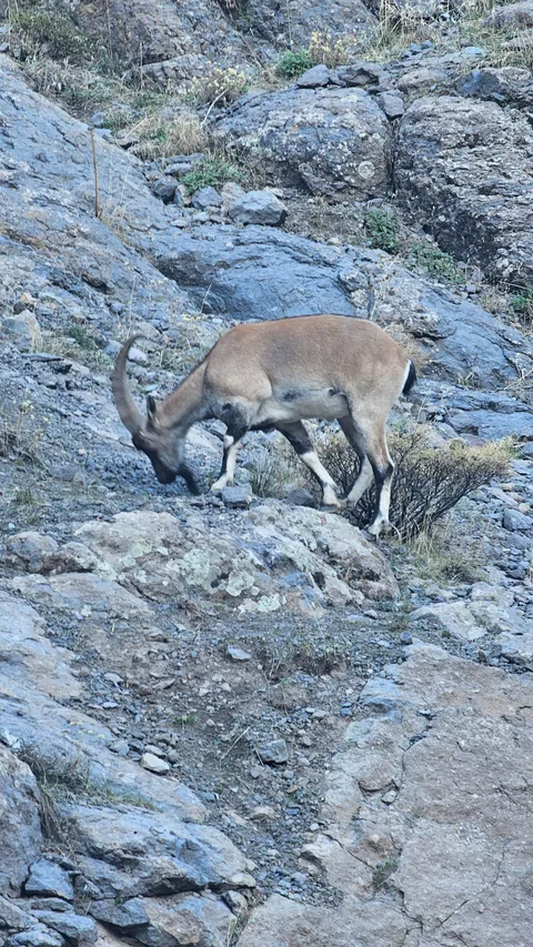 Hozat, Yüceldi