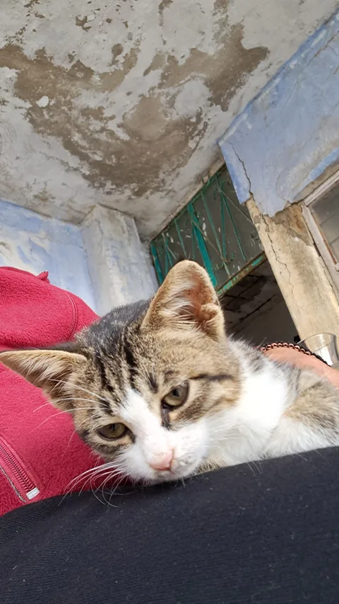 Anamur, Emirşah