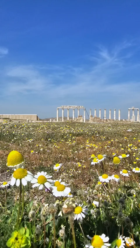 Leodikya