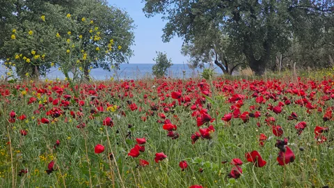 Ayvacık