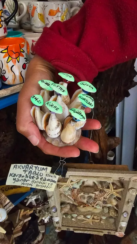 Ayvacık, Küçükkuyu