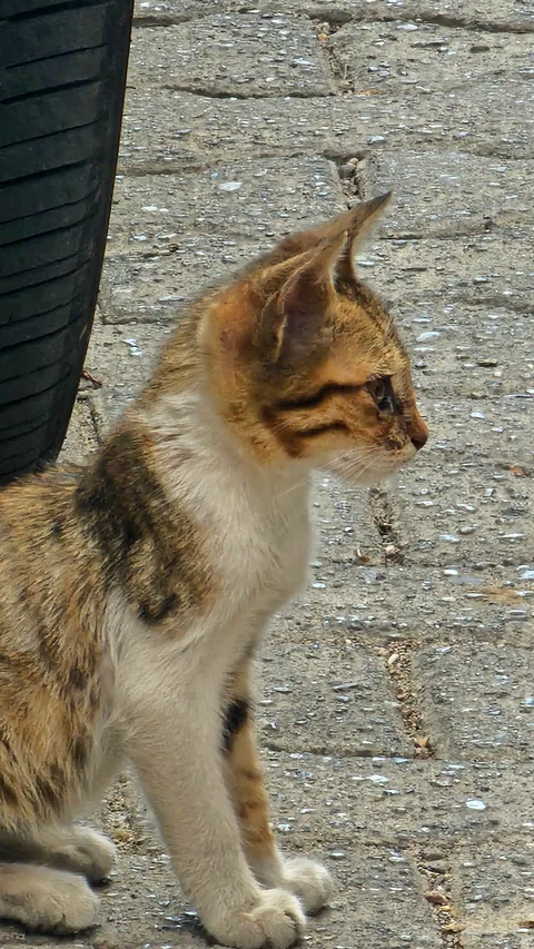 Kocaeli İzmit