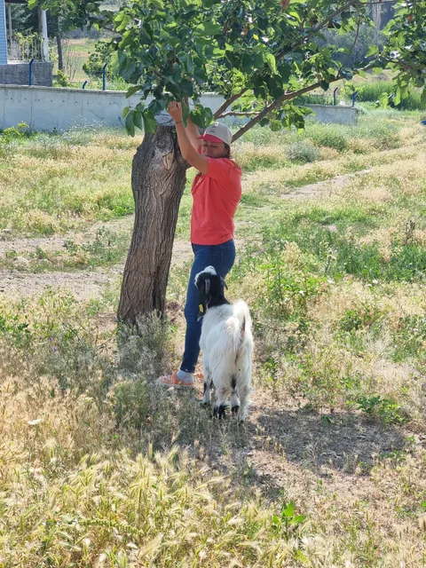 ÇAYBAĞI KALECİK ŞARAP Fabrikası