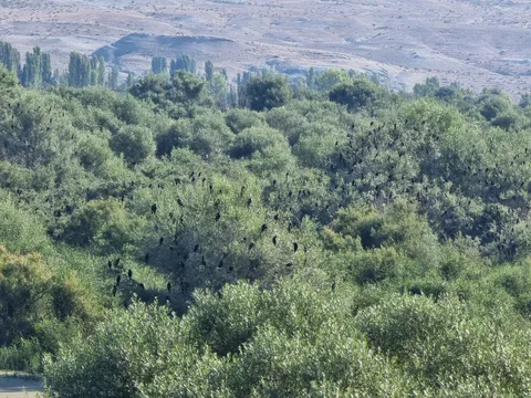 Nallıhan Kuş Cenneti