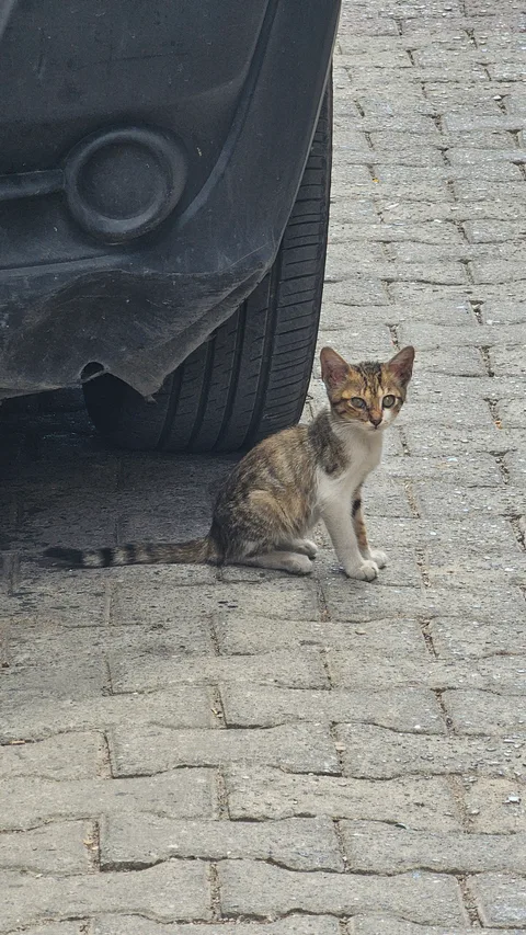 Kocaeli İzmit