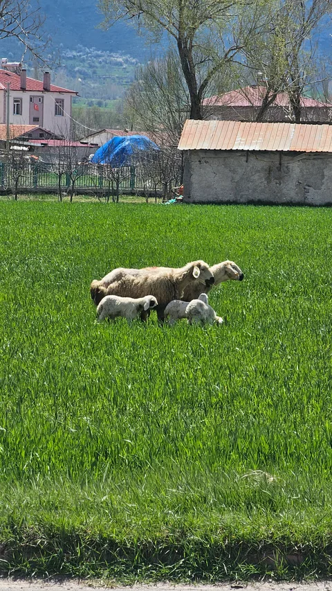 Çiftlik, Kula