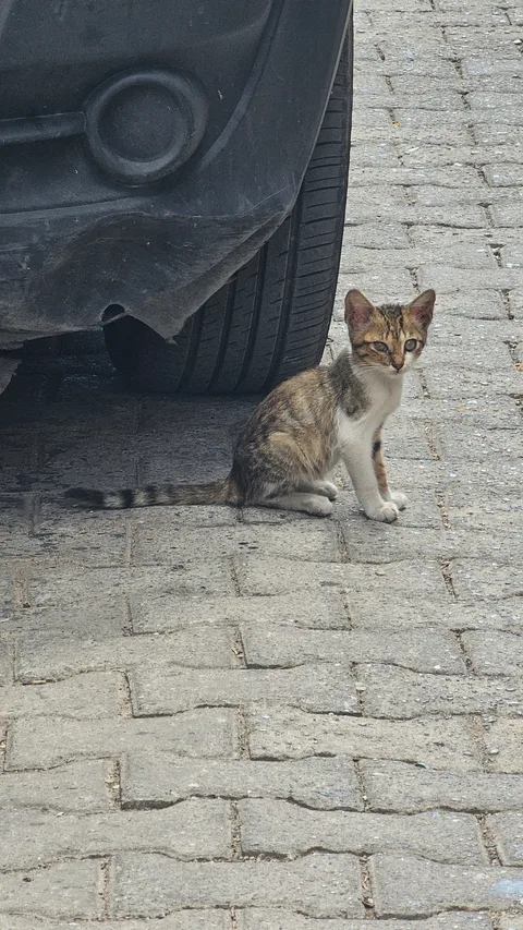 Kocaeli İzmit