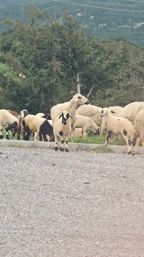 Kıbrıs Dipkarpaz