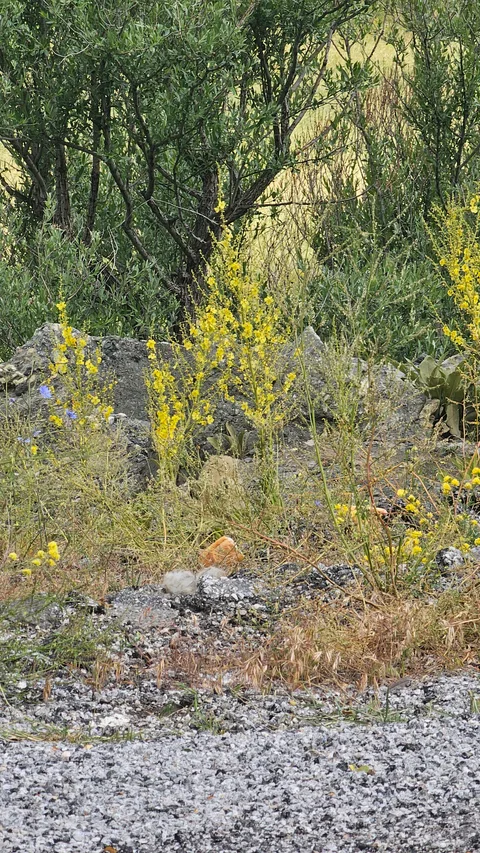 Sivas