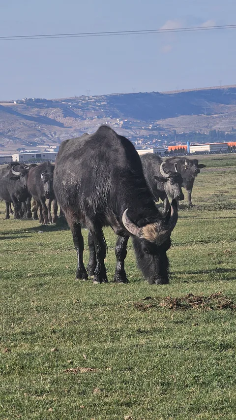 Hurmetci sazligi