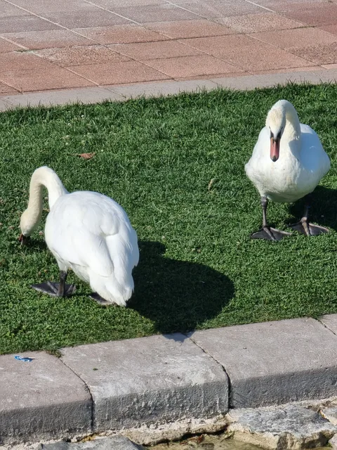 Odunpazarı, Gökmeydan