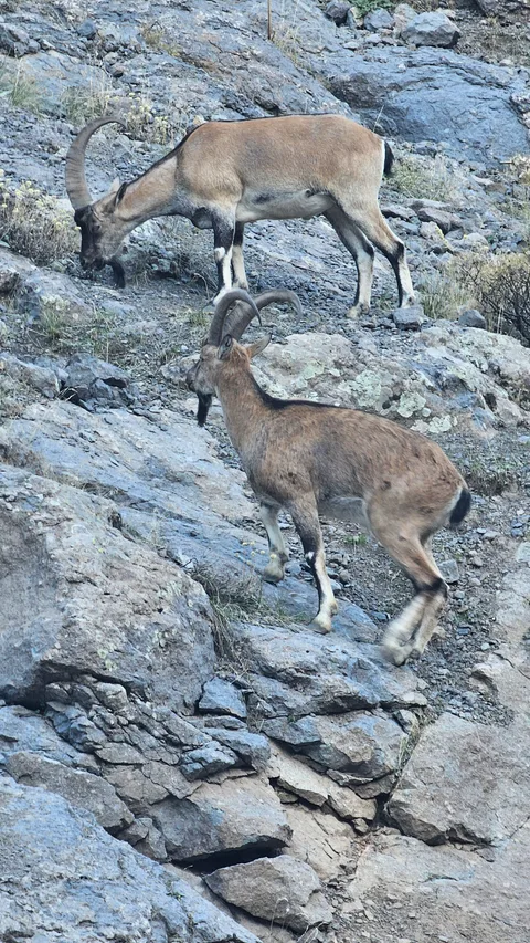 Hozat, Yüceldi