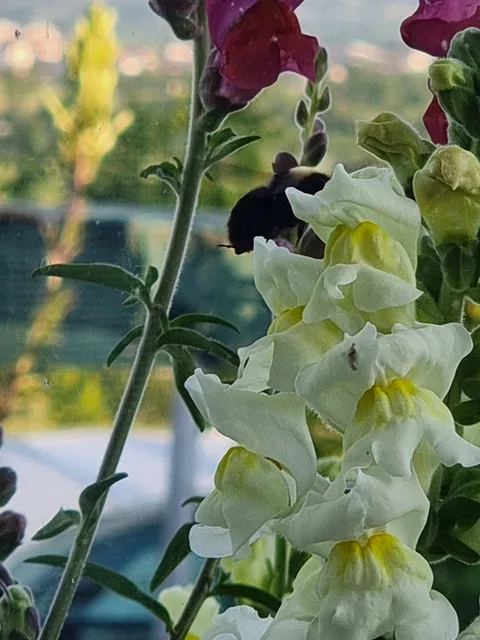 Merzifon, Bahçelievler