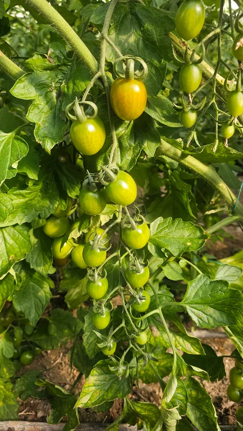 Kumluca, Kavakköy