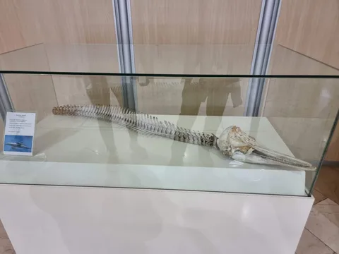 MTA Genel Müdürlüğü Şehit Cuma Dağ Tabiat Tarihi Müzesi