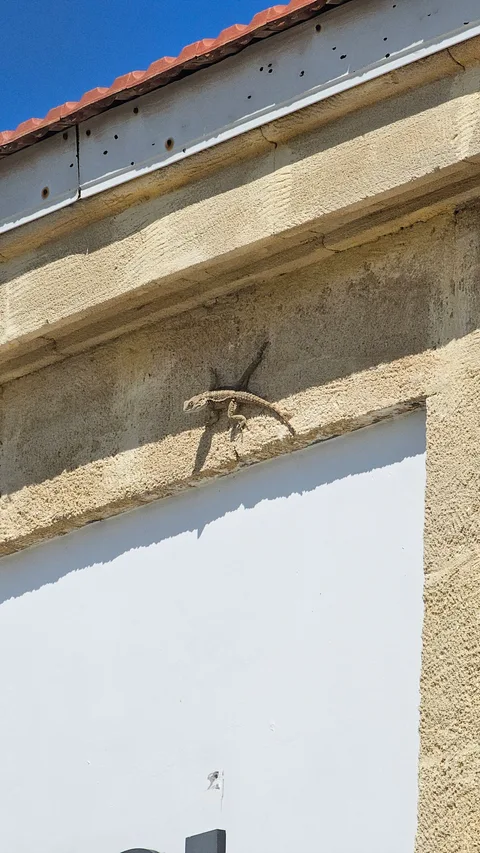 Kıbrıs İskele