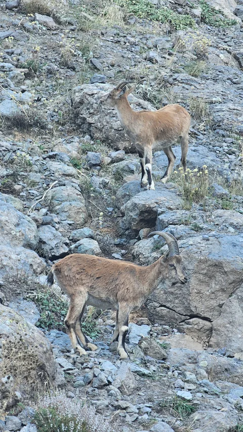 Hozat, Yüceldi