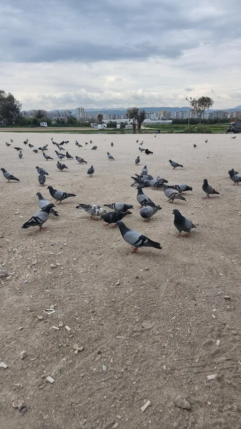 Mezitli, Viranşehir