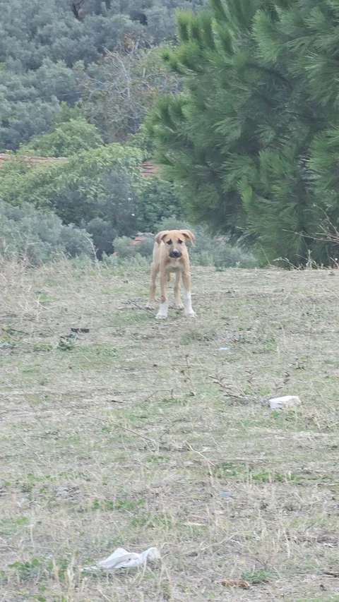 Bandırma Erdek Karşıyaka