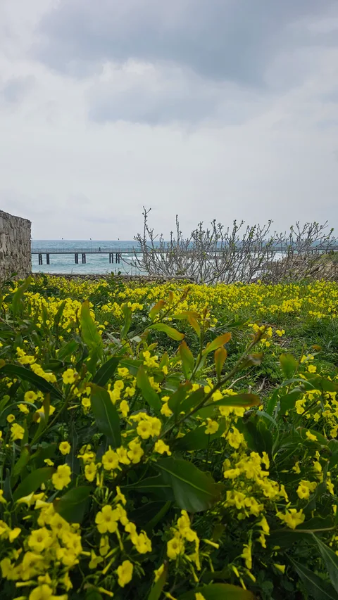 Kıbrıs Alsancak