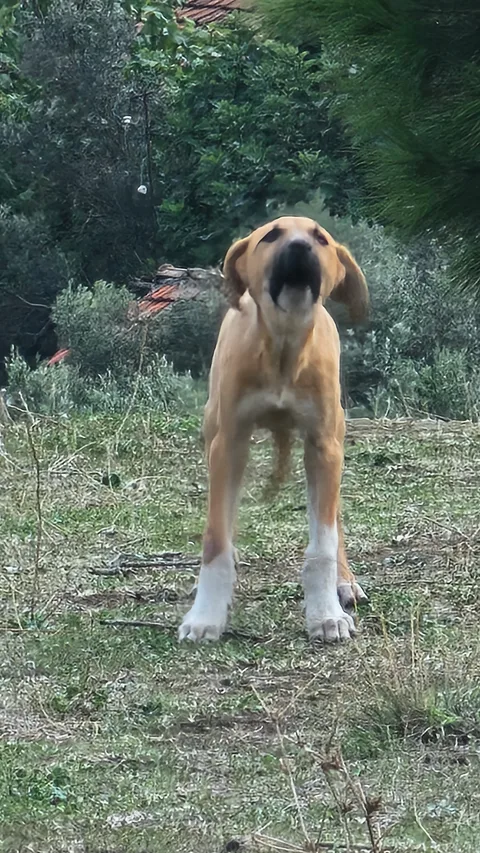 Bandırma Erdek Karşıyaka
