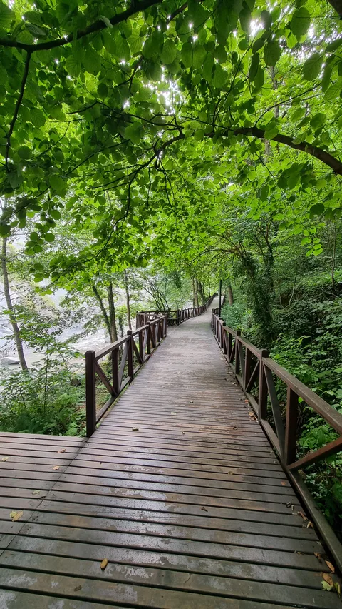 Tonya, Orta