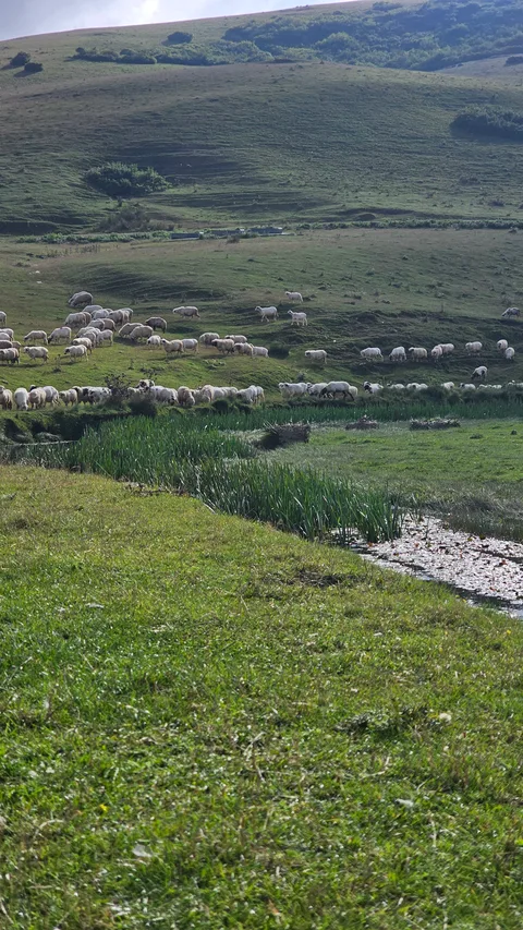 Ordu Aybastı Perşembe Yaylası
