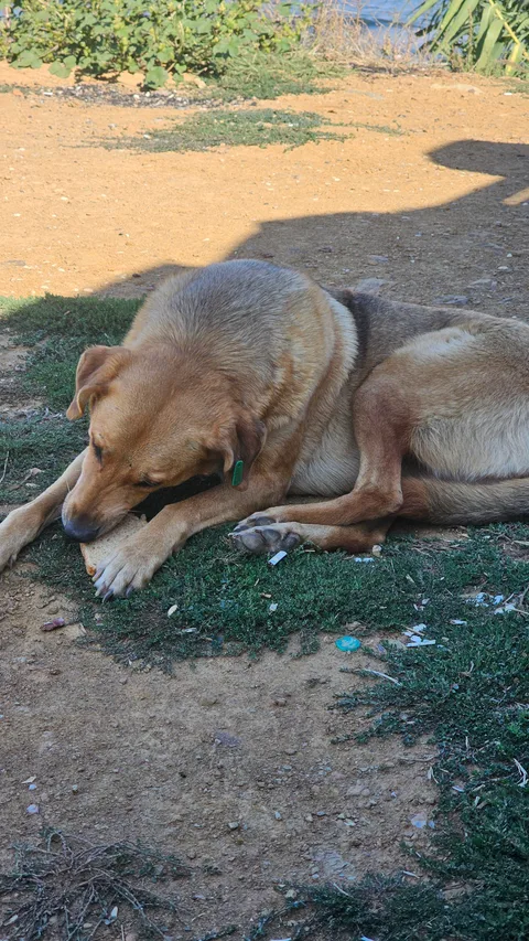 Bandırma, Dutliman